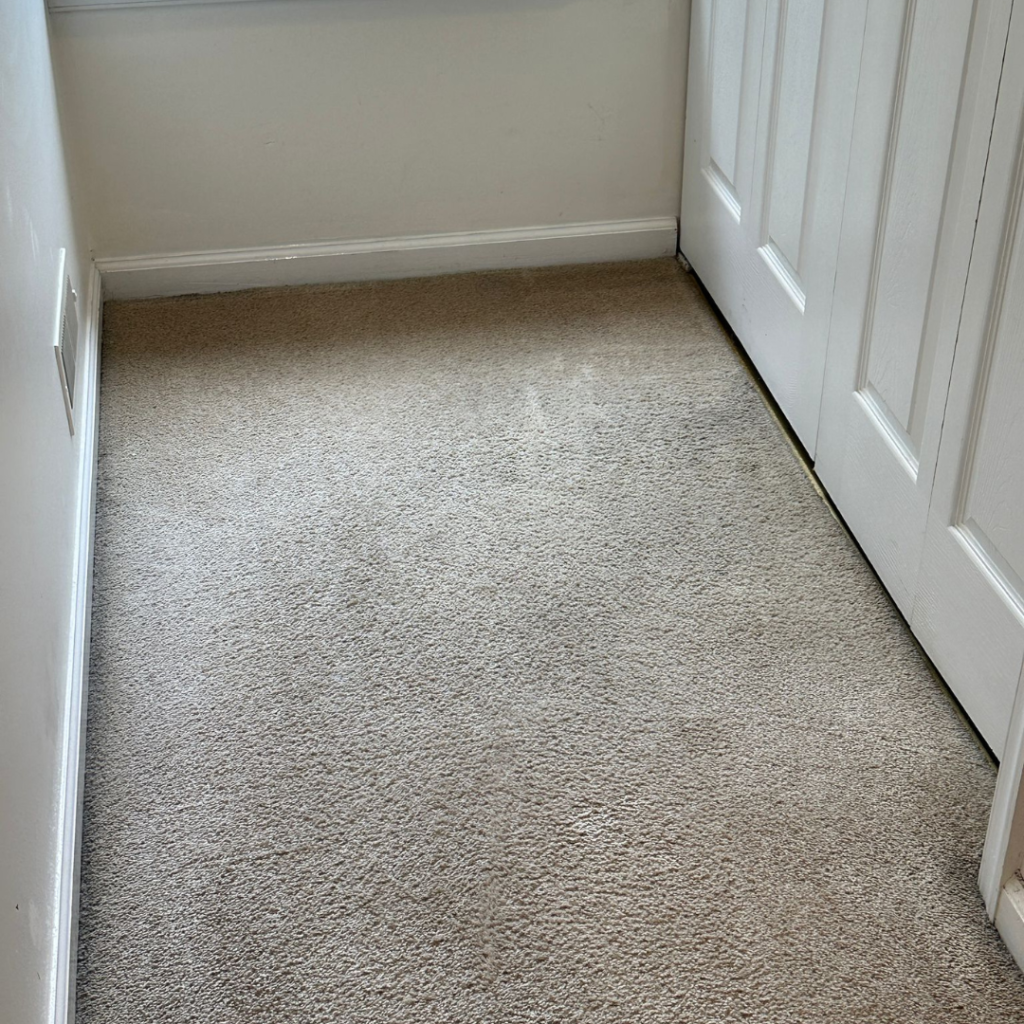 Carpet and Rug Cleaning After